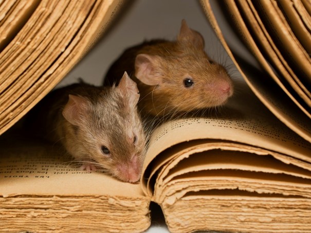 muizen tussen een boek